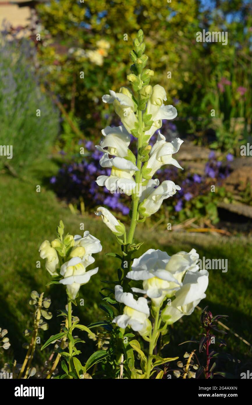 Fresh white blooms on an Antirrhinum flower spike, also known as Snapdragon Stock Photo