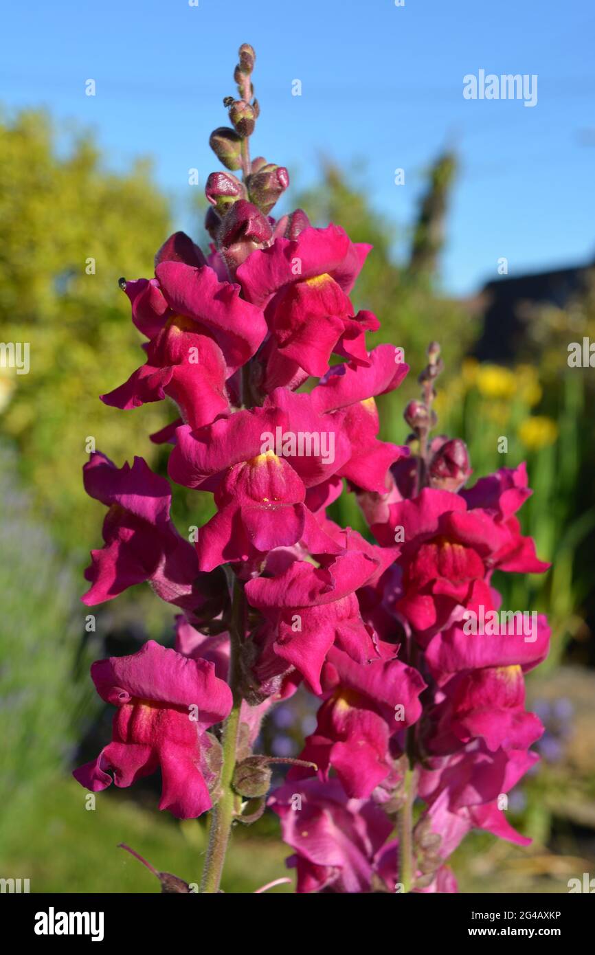 Vibrant pink Antirrinhum flower spike, also know as Snapdragon, in a garden in early summer Stock Photo