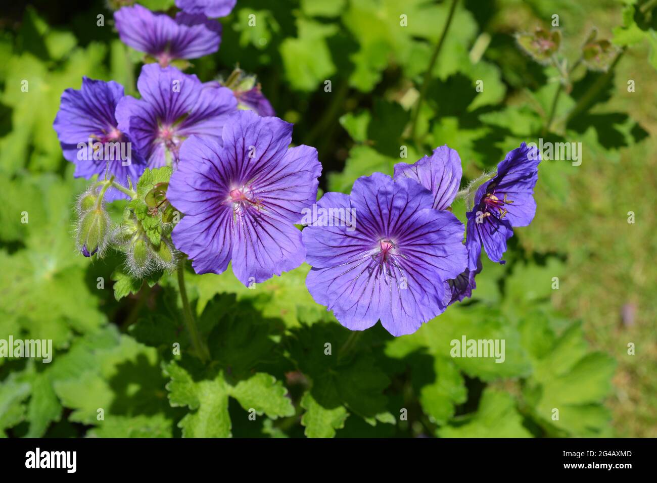 Hardy geranium also known as Cranesbill magnificum Rosemoor, plant detail showing purple flowers, buds and leaves Stock Photo