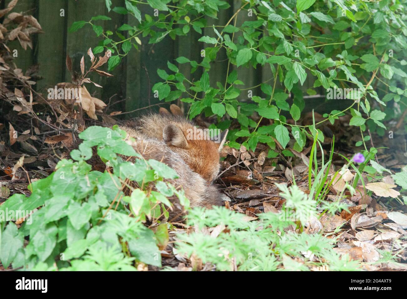 UK weather, 20 June 2021: on the summer solstice grey skies and drizzle make worshipping the sun difficult. For nocturnal foxes the daytime is for sleeping anyway. This dog fox, resident in a garden in Clapham, south London, snoozes and yawns on a bed of leaves under a holm oak. Anna Watson/Alamy Live News Stock Photo
