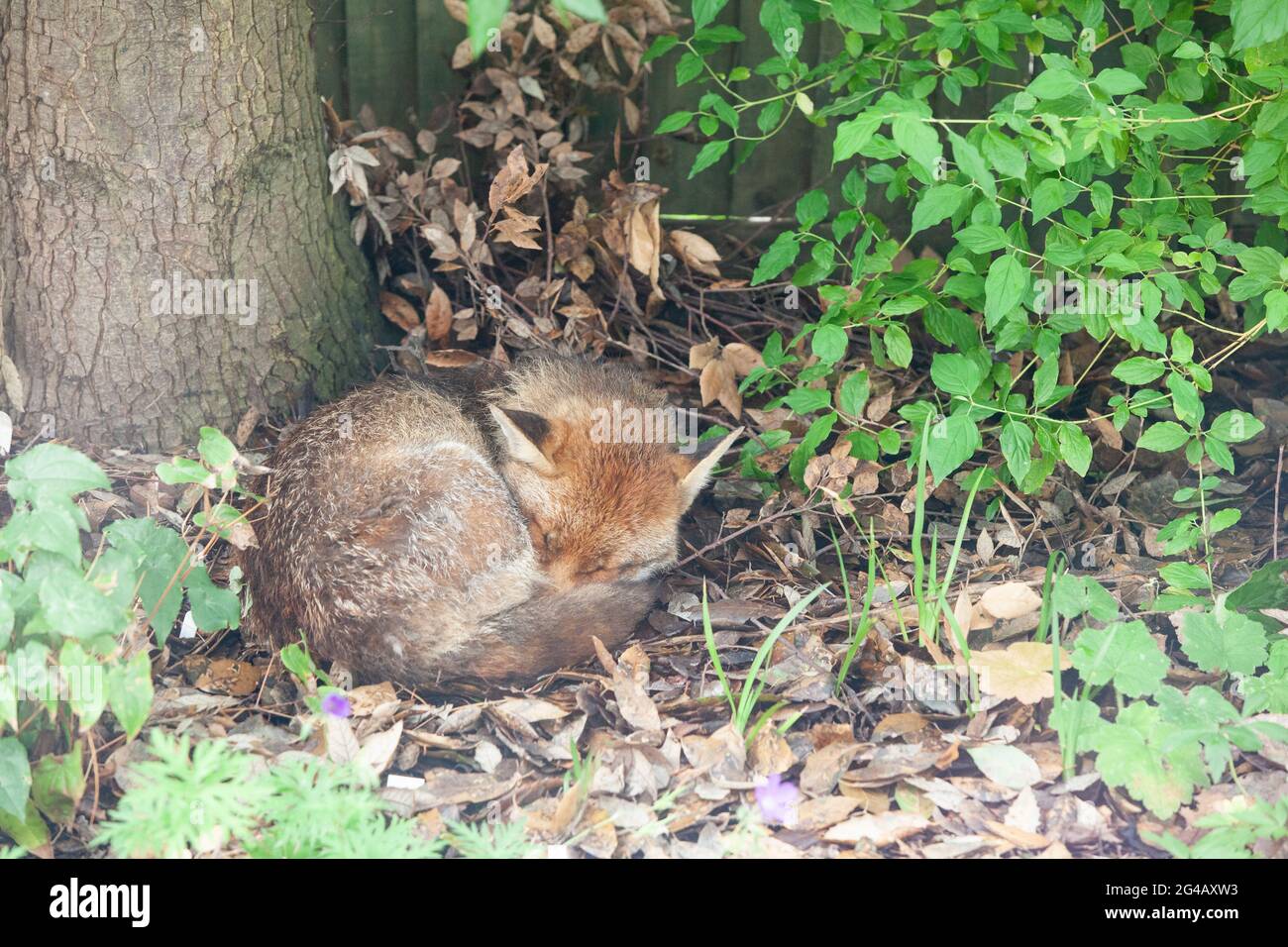 UK weather, 20 June 2021: on the summer solstice grey skies and drizzle make worshipping the sun difficult. For nocturnal foxes the daytime is for sleeping anyway. This dog fox, resident in a garden in Clapham, south London, snoozes and yawns on a bed of leaves under a holm oak. Anna Watson/Alamy Live News Stock Photo