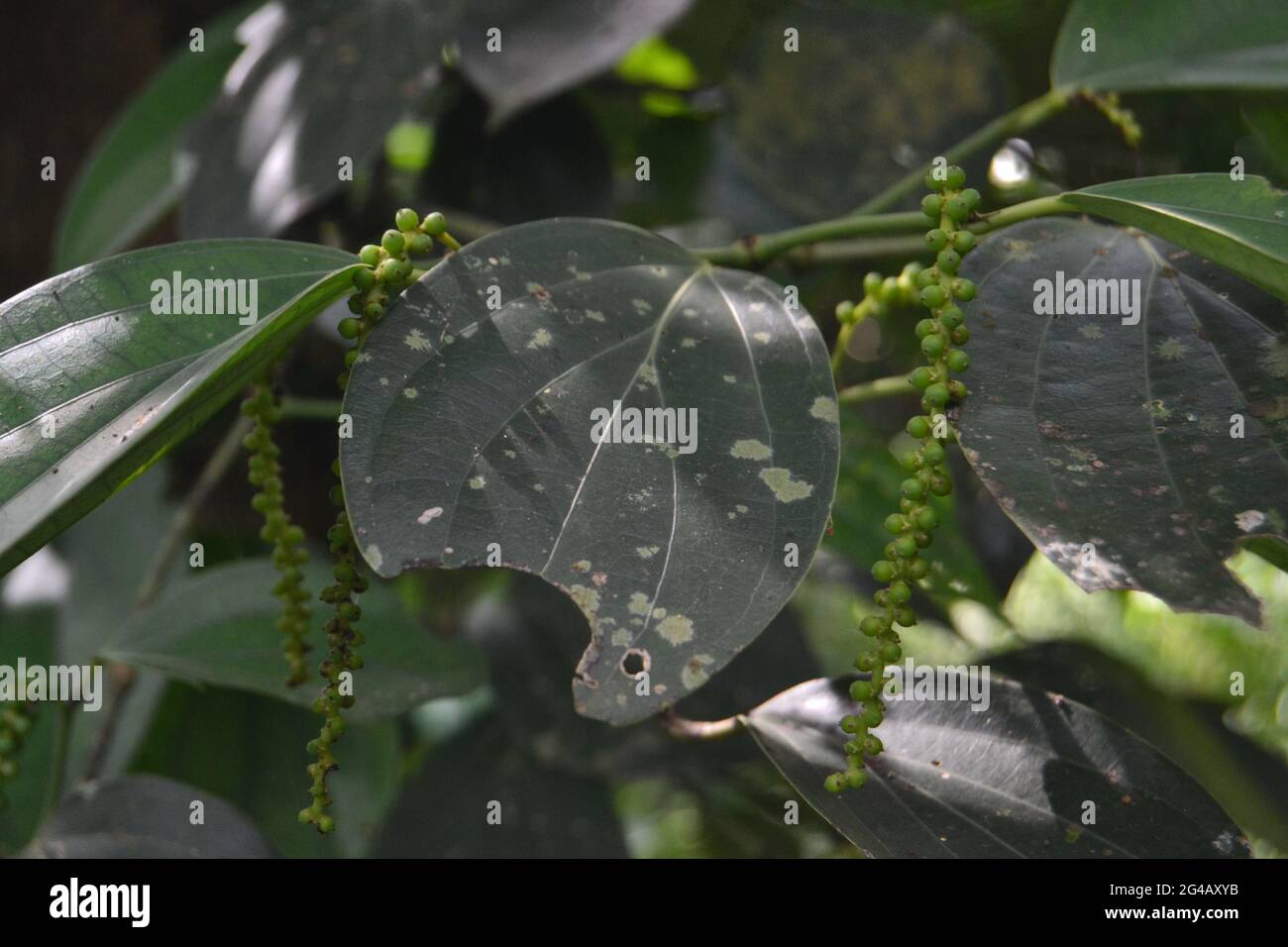 Black Pepper Plant High Resolution Stock Photography and Images Alamy