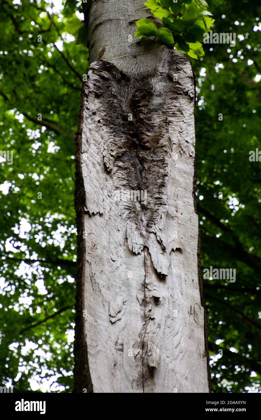 Lightning damage inside a tree trunk Stock Photo - Alamy