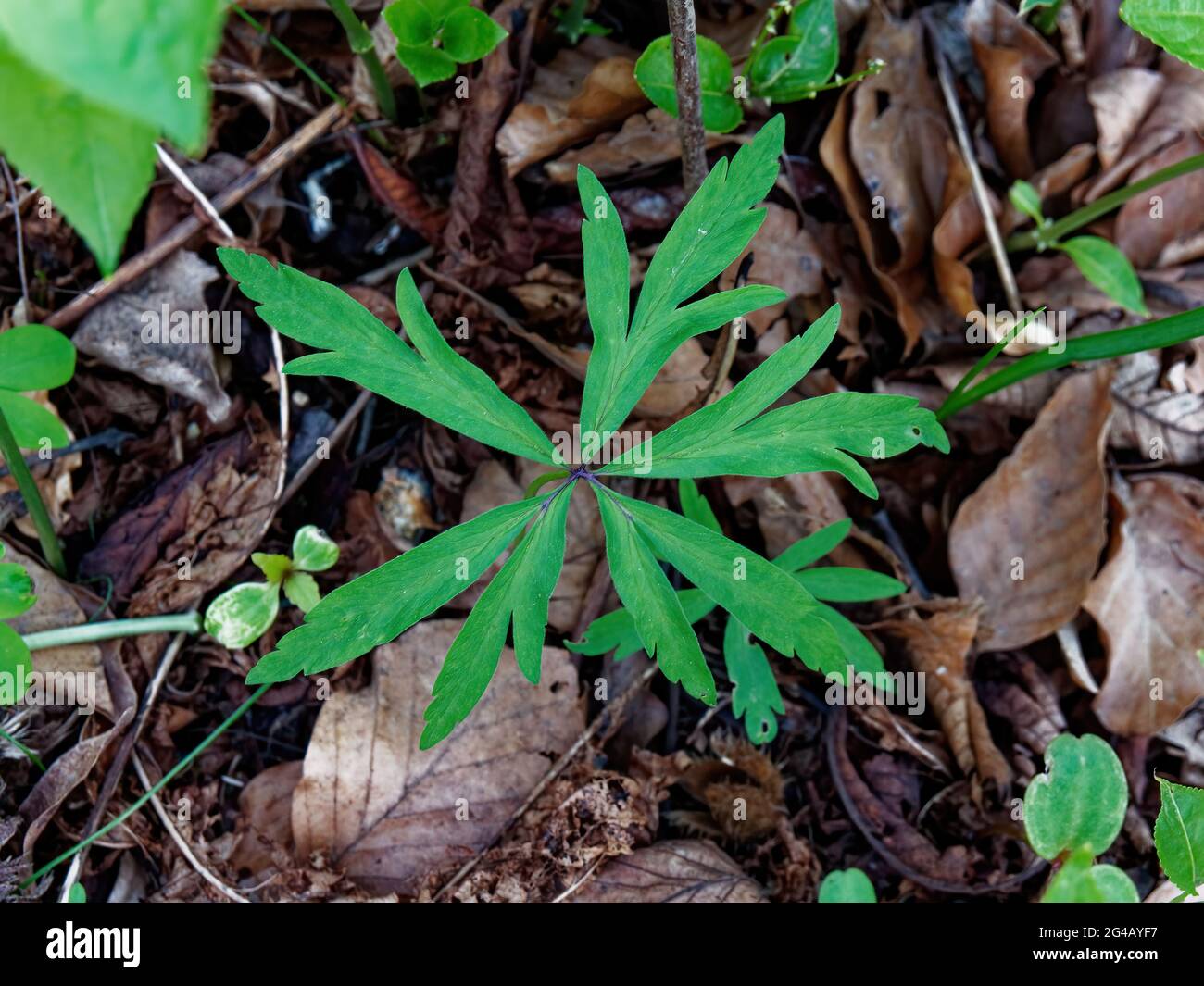 A top view of anemone leaves Stock Photo