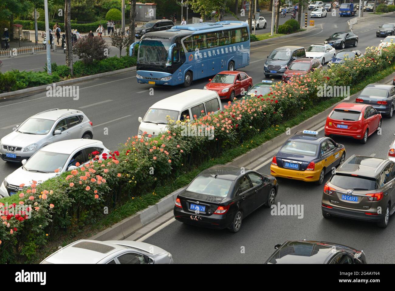 a profusion of flowering roses form the central divider of the third ring road in eastern beijing china 2G4AYN4