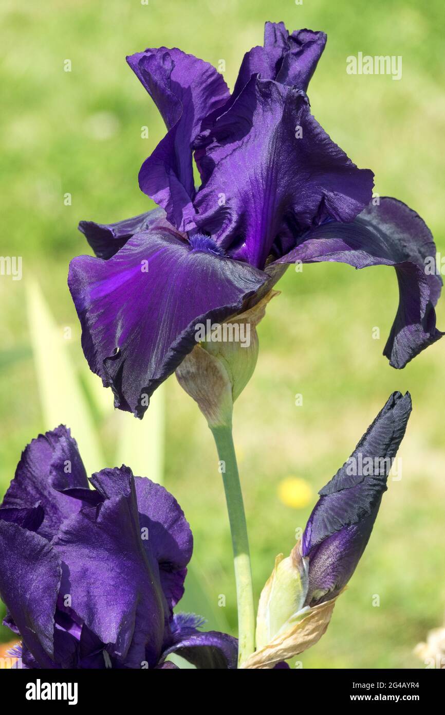 Black Tall bearded Iris flower blue 'Tuxedo' deep midnight color Stock Photo