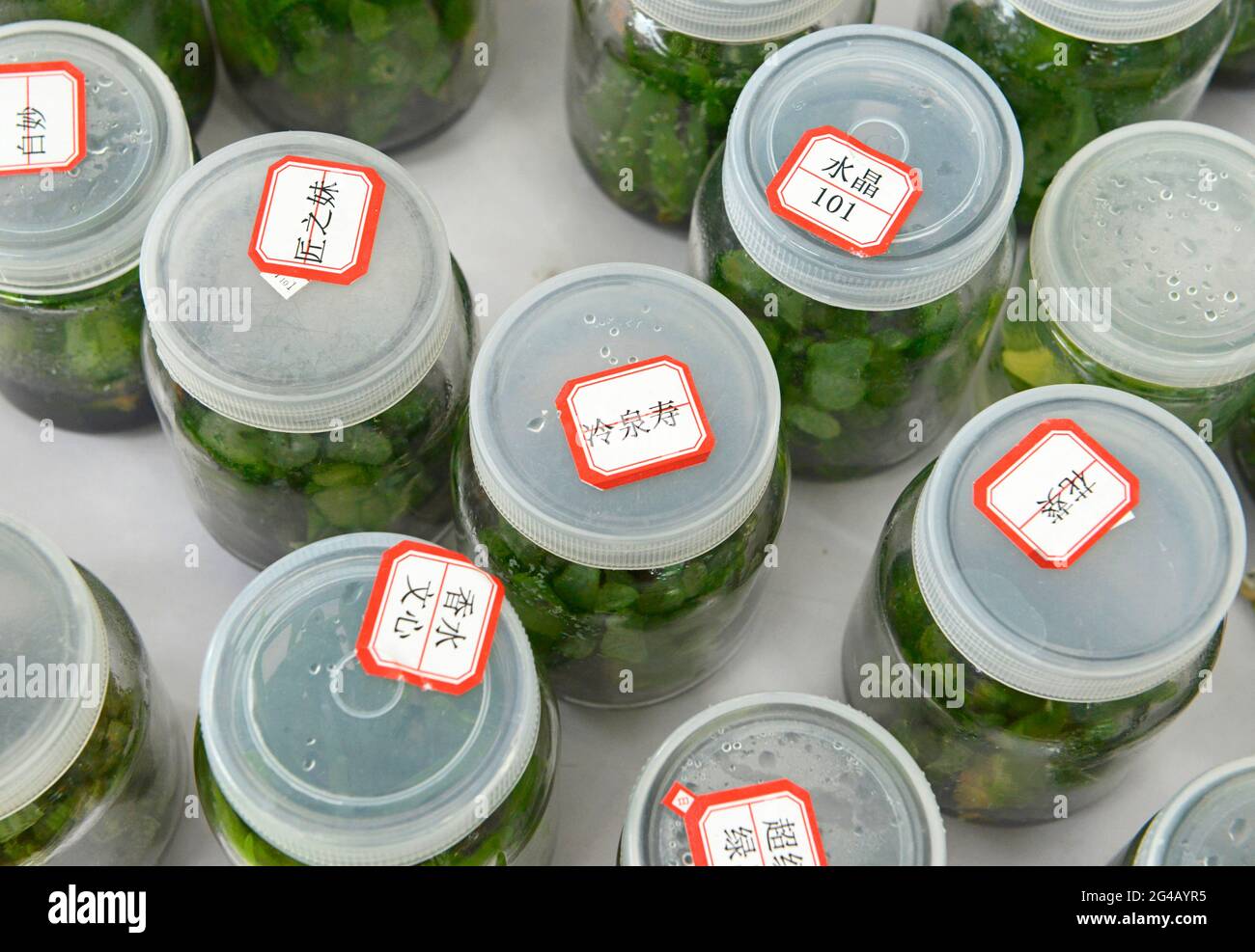 Bottles of micropropagated plants on show at a horticultural products exhibition and trade fair in Beijing, China Stock Photo