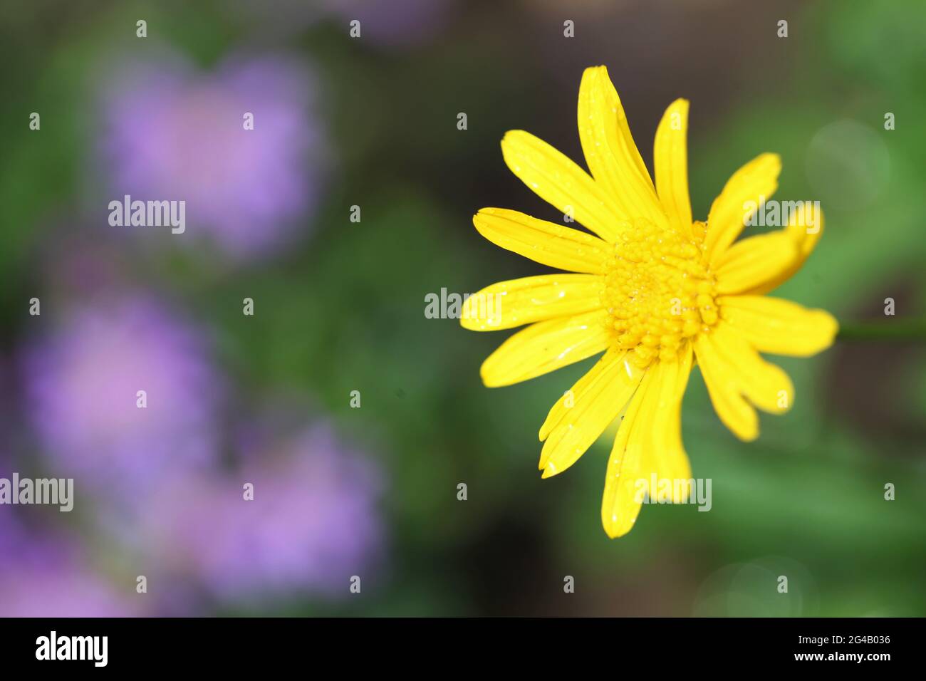 Euryops sonnenschein hi-res stock photography and images - Alamy