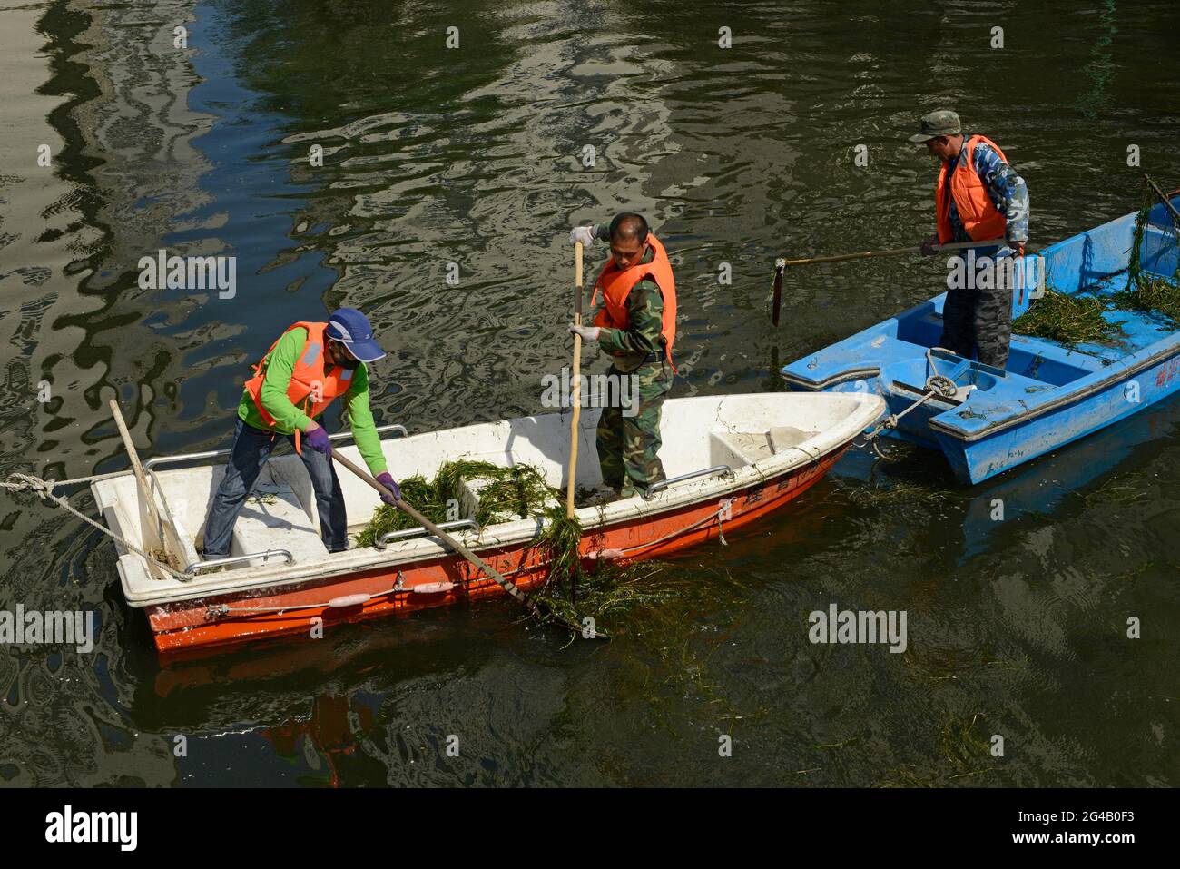 Three workmen in boats clean weeds out of a channelised river in ...