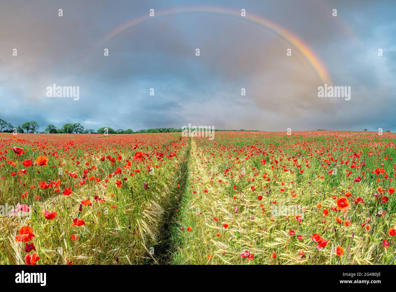 A rainbow lights up a poppy field Stock Photo