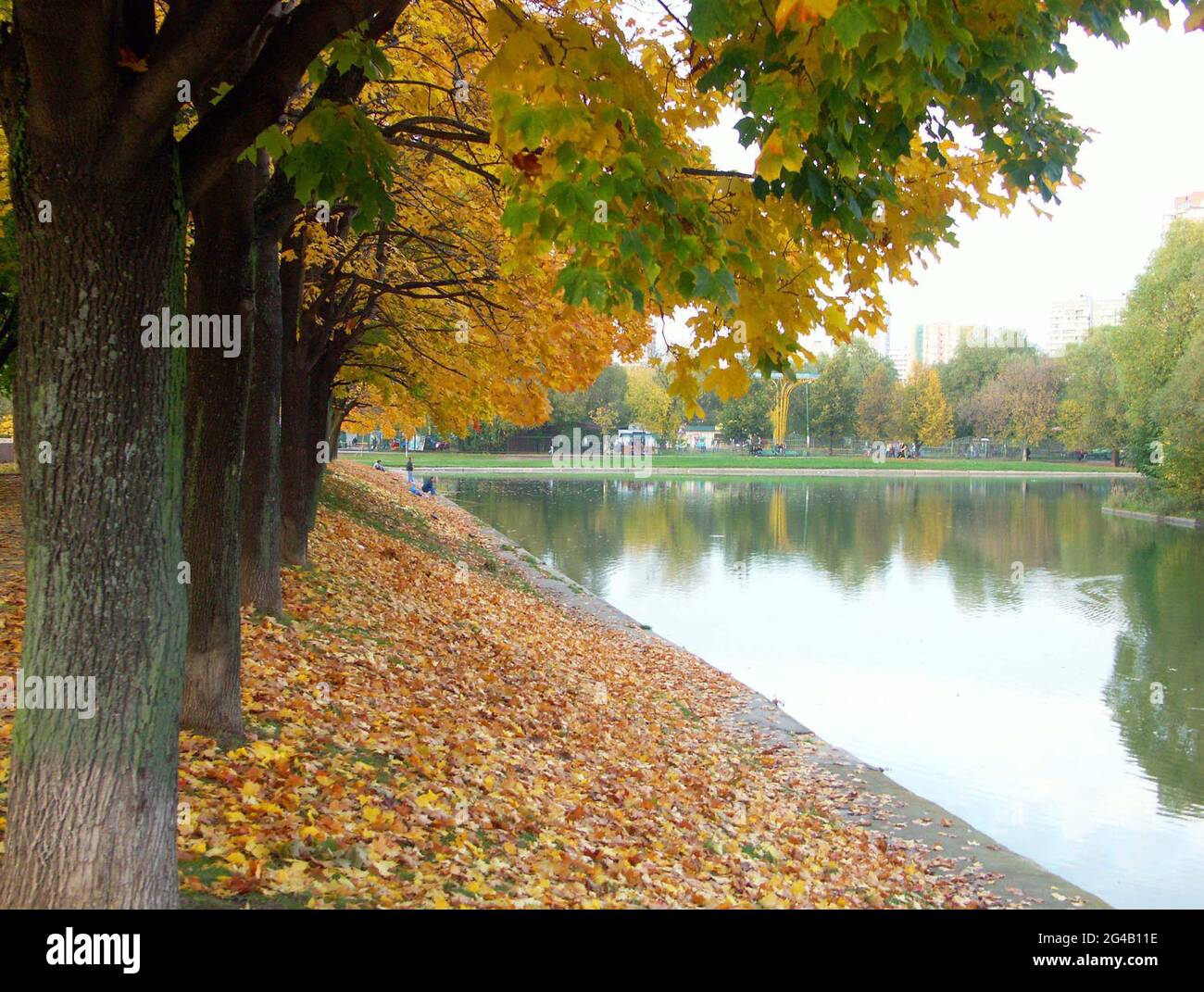maple alley in city park at autumn Stock Photo - Alamy