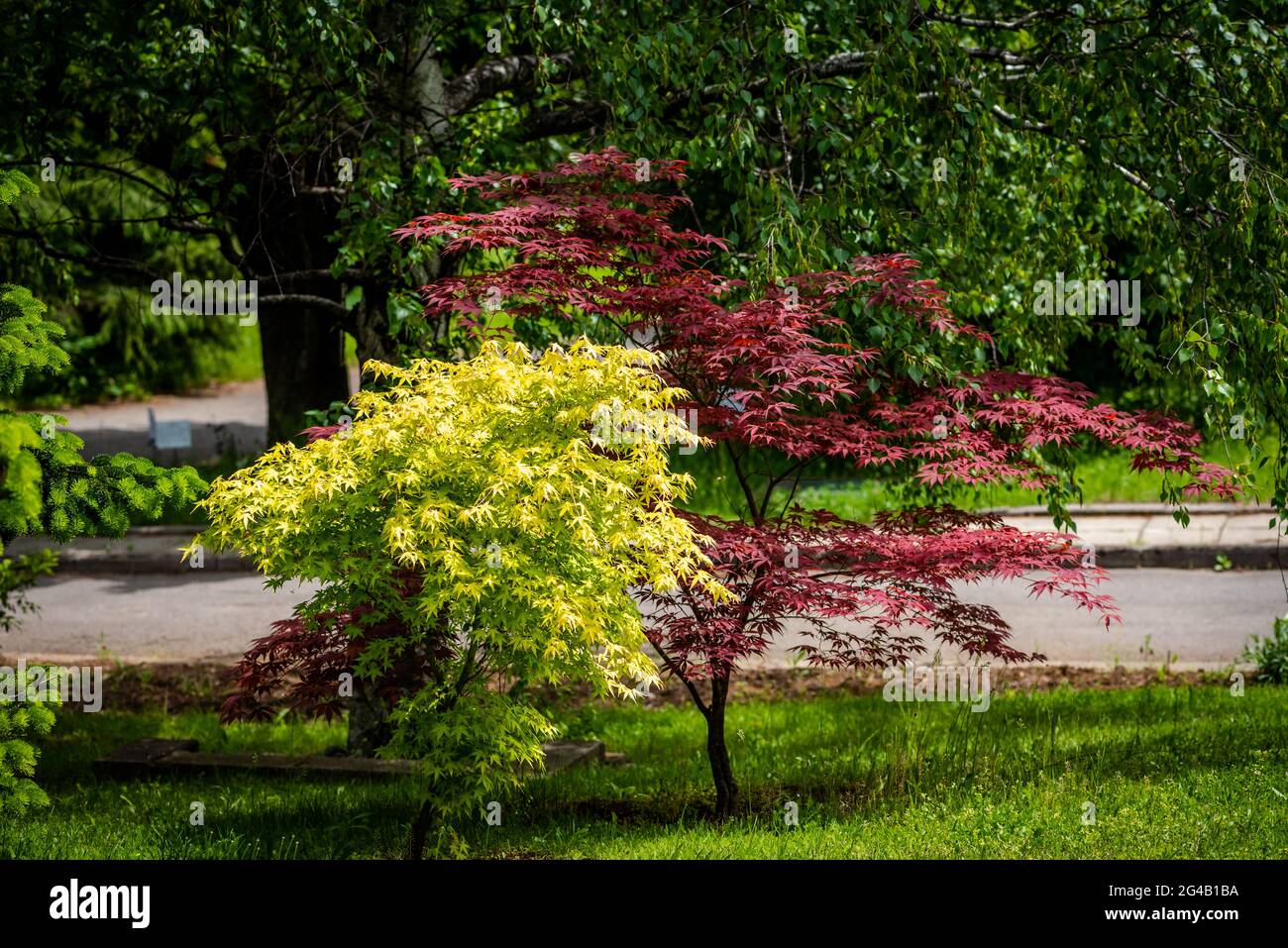Yellow and red Japanese maple trees, landscape photo of Japanese tree ...