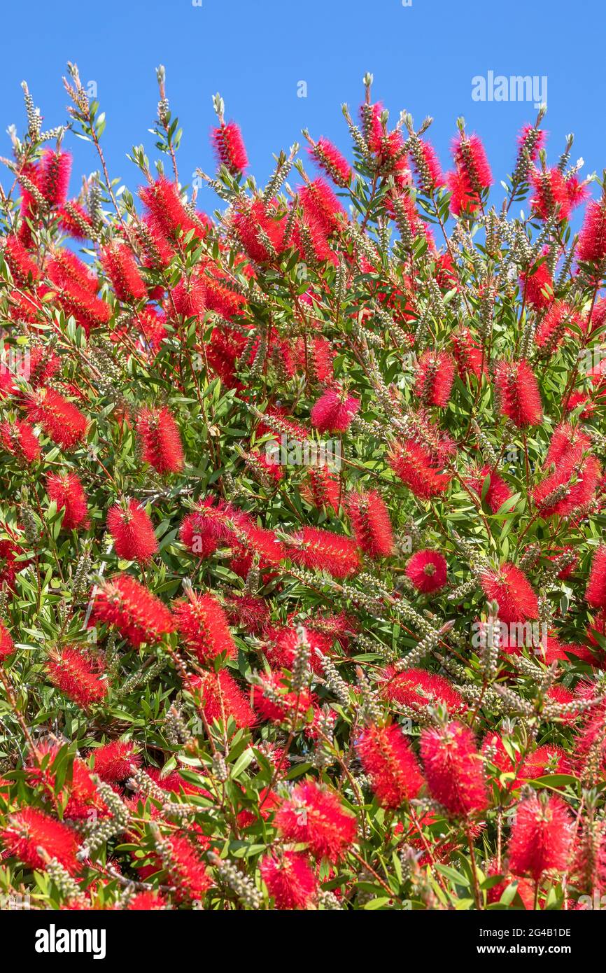 Blooming Bottlebrush tree Stock Photo - Alamy
