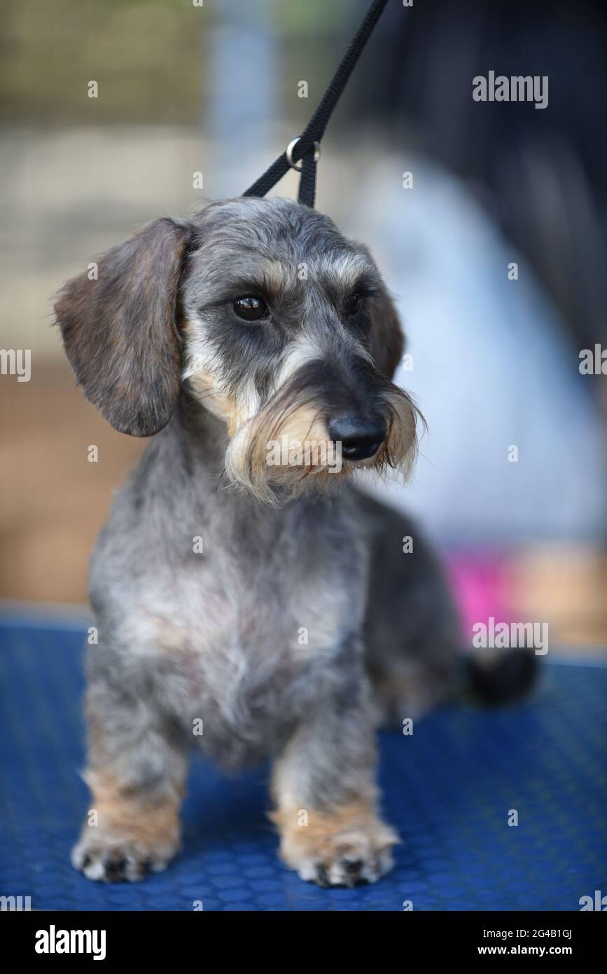 Miniature wire-haired dachshund at a dog show. The wire-haired dachshund, the last to develop, was bred in the late 19th century. There is a possibili Stock Photo