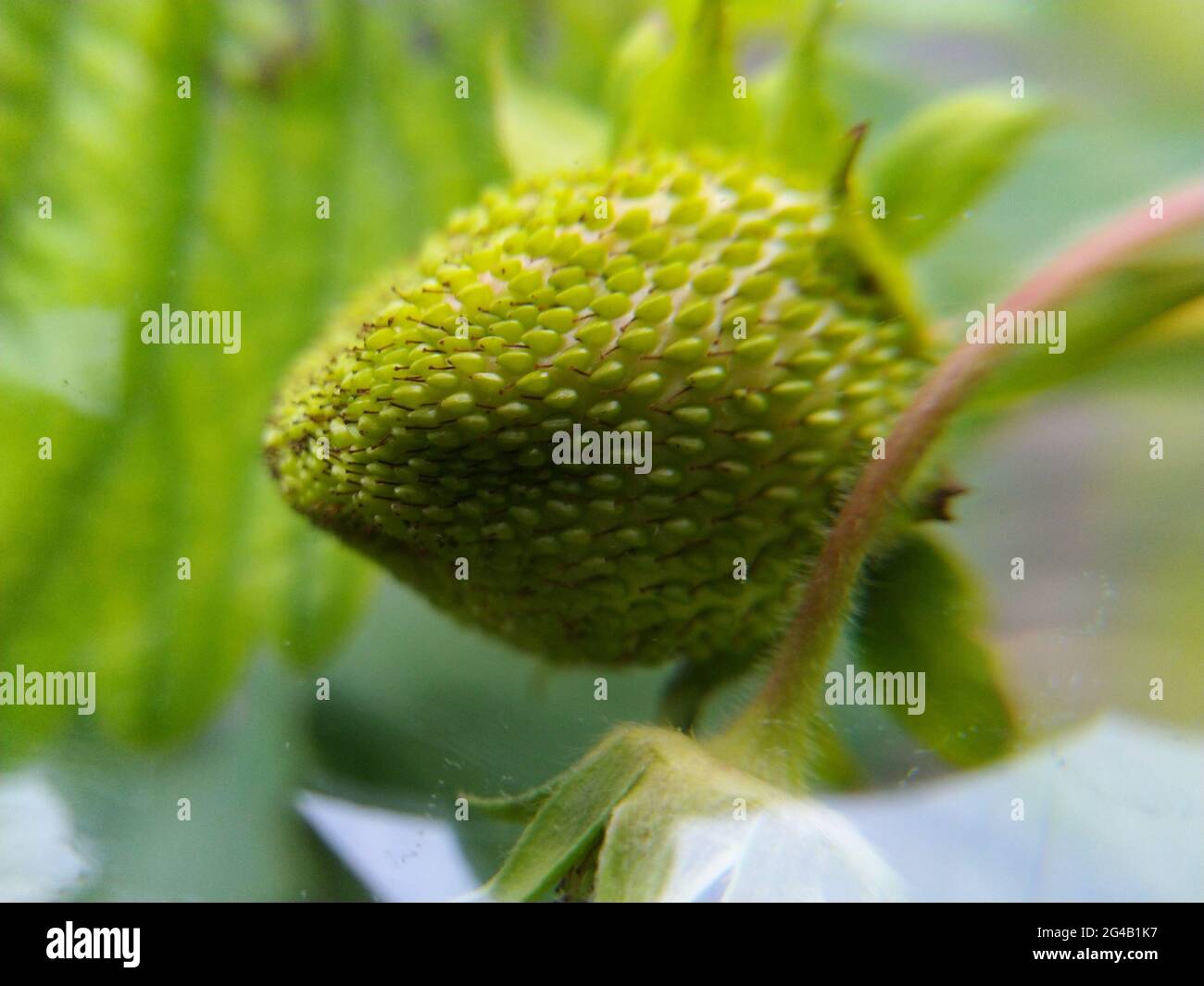 Close up strawberry tree flower hi-res stock photography and images - Alamy