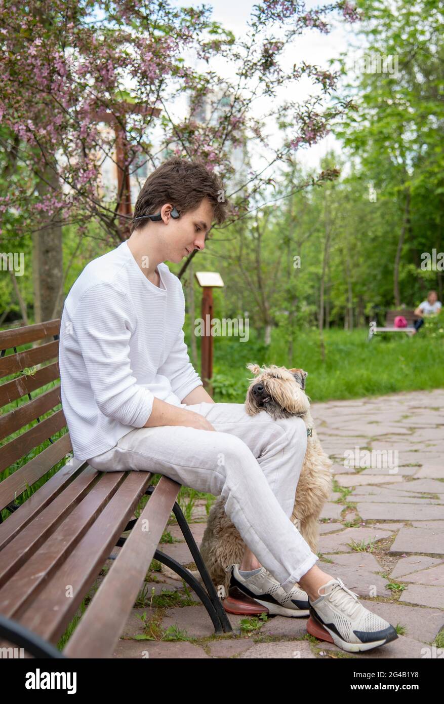 A young man in white clothes sits on a bench in a spring park with his dog. Irish Soft Coated wheaten terrier. Stock Photo