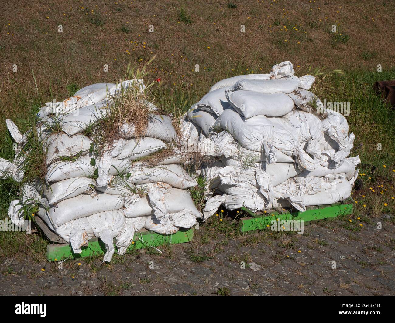 Old stacked white sandbags where the weeds grow out Stock Photo