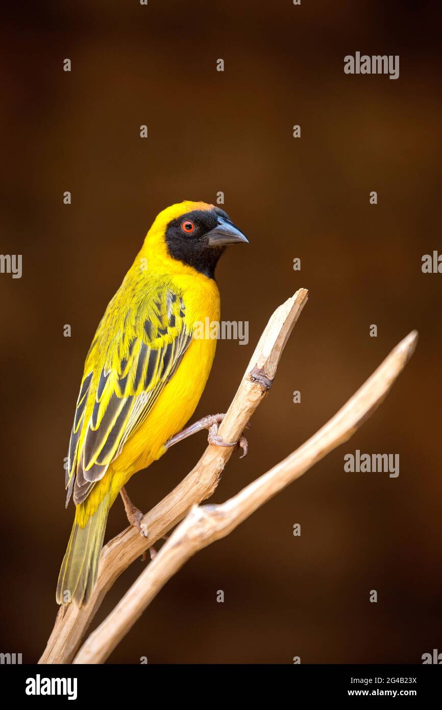 The Southern masked Weaver bird in Namibia, Africa Stock Photo - Alamy