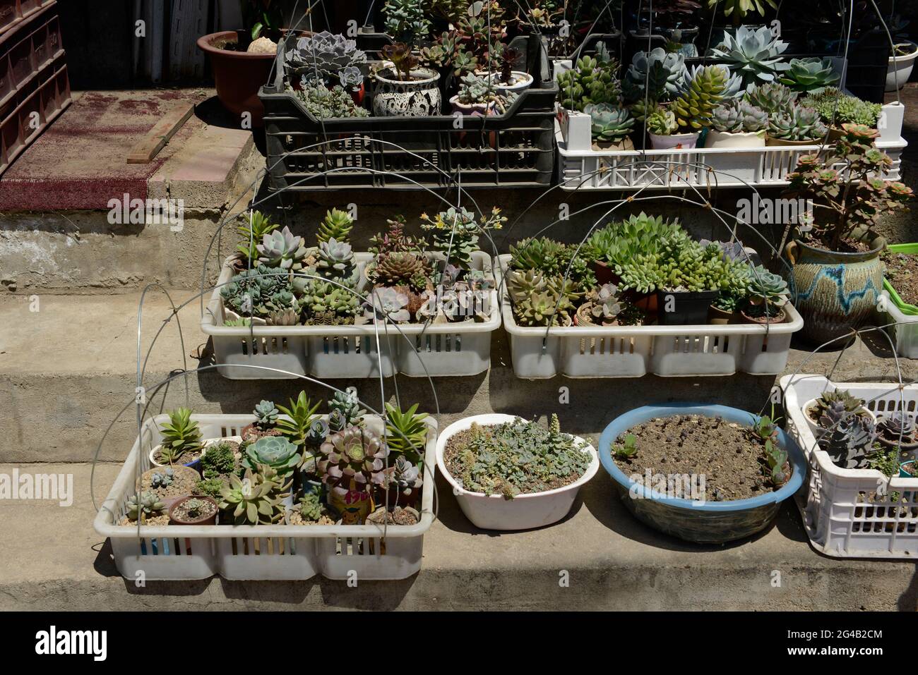 Many succulent plants for sale outside a store on a residential street in  Shenyang, China Stock Photo - Alamy