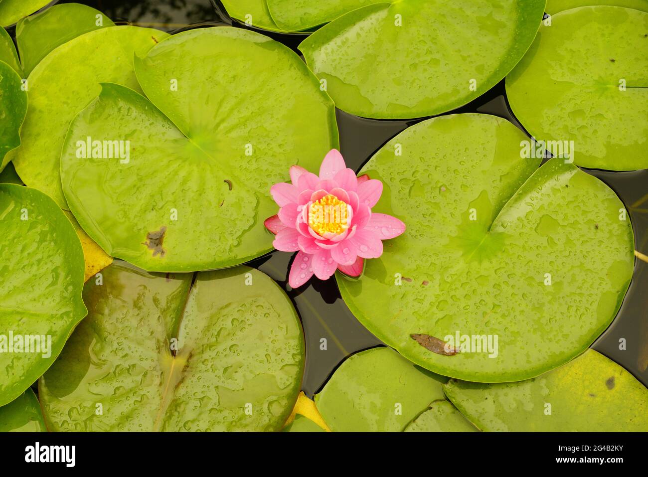 lotus flower, Tanwax Lake Stock Photo