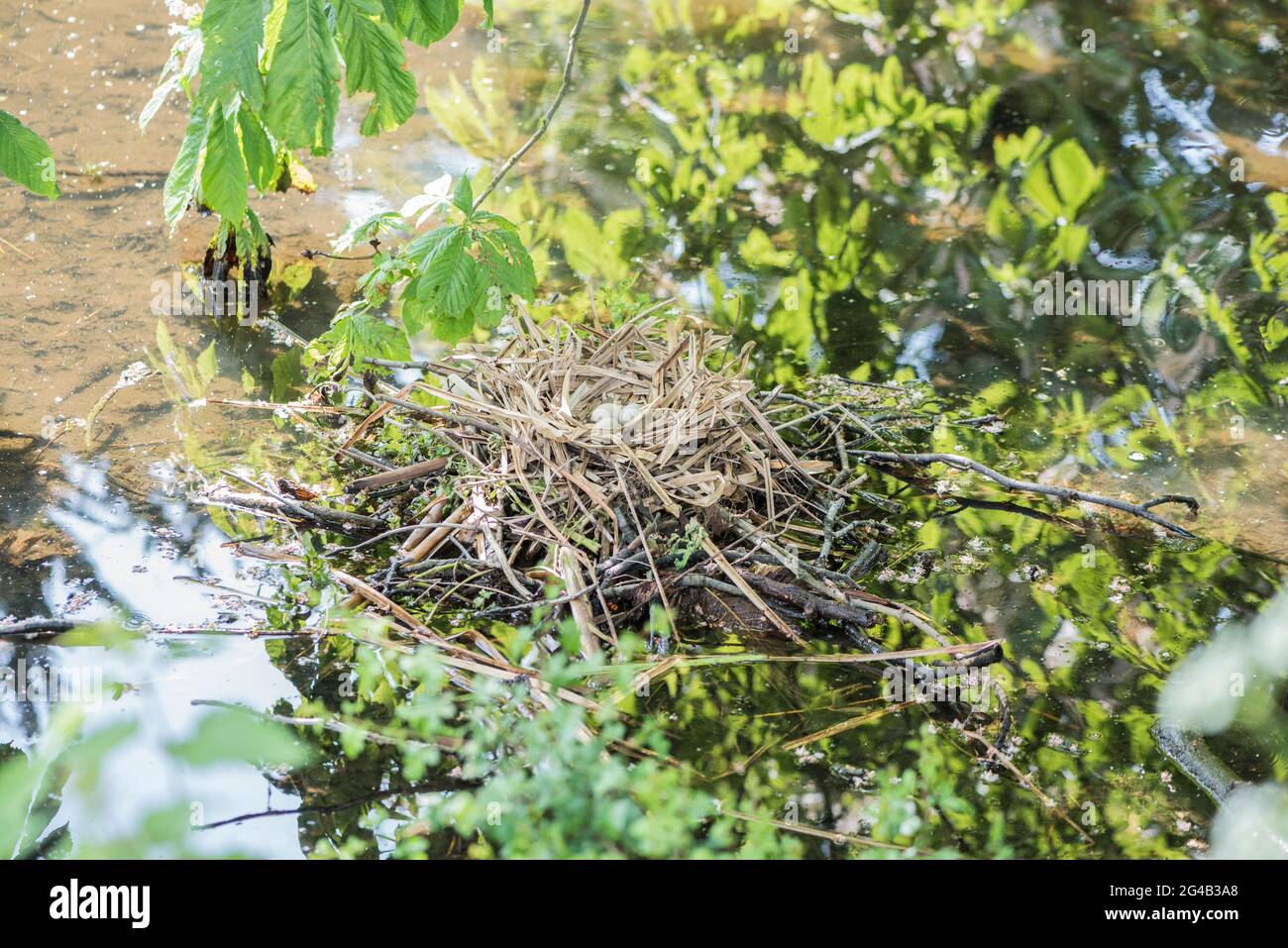 An open Coot's nest (Atra fulica) Stock Photo