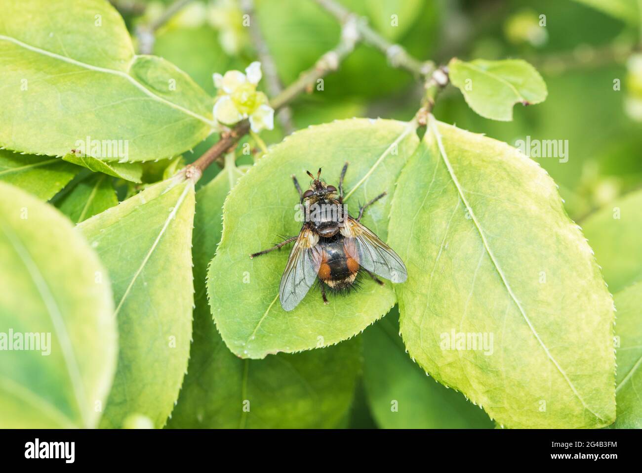 A Tachinid Fly (Tachina fera) perched on a leaf in Richmond Park ...