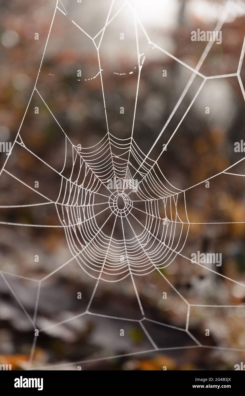 Spider web with dew drops in the forest, backlit Stock Photo - Alamy