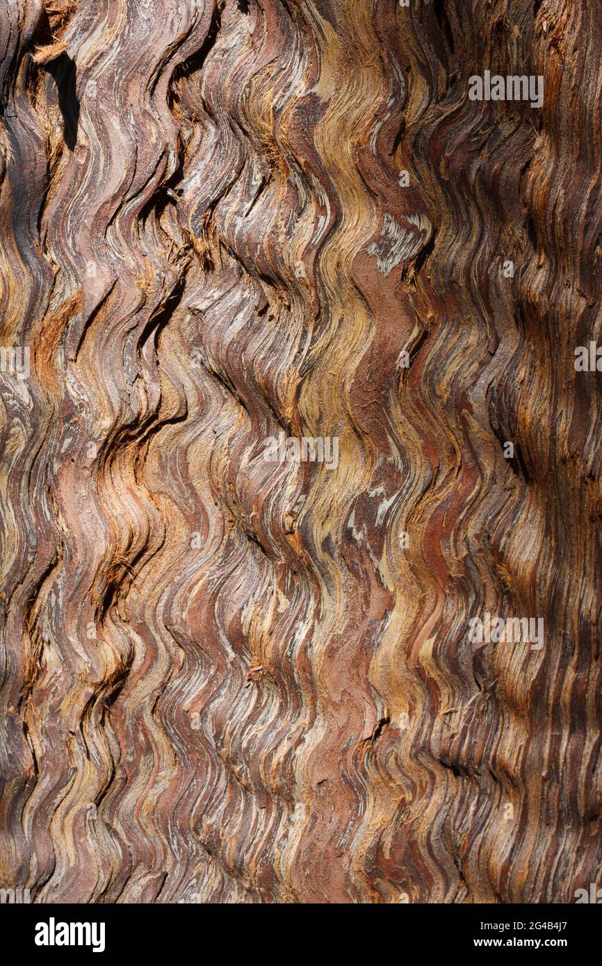 Undulating bark close up, Big Sur, California, USA Stock Photo