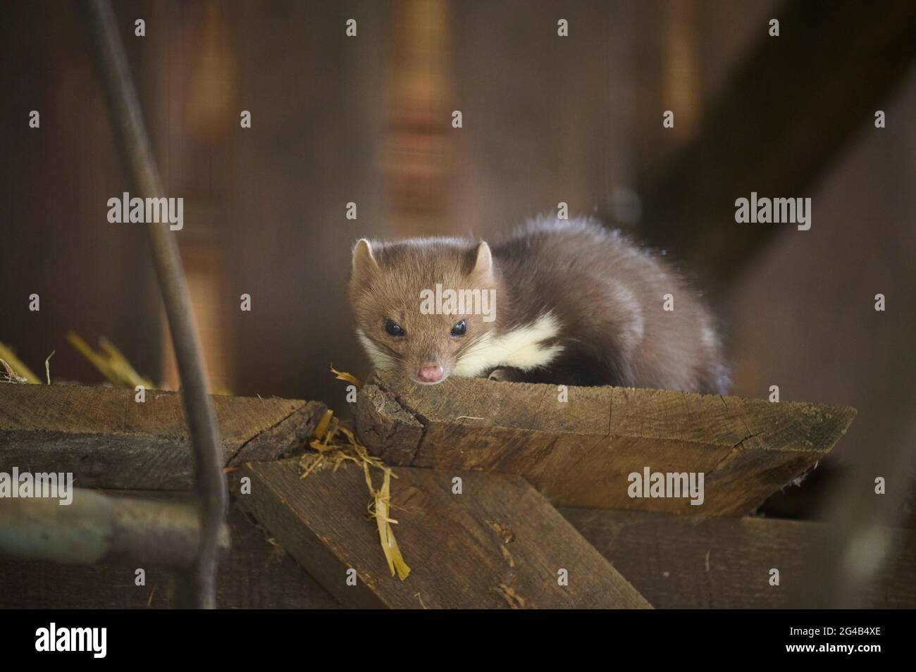 stone-marten-beech-marten-martes-foina-stock-photo-alamy