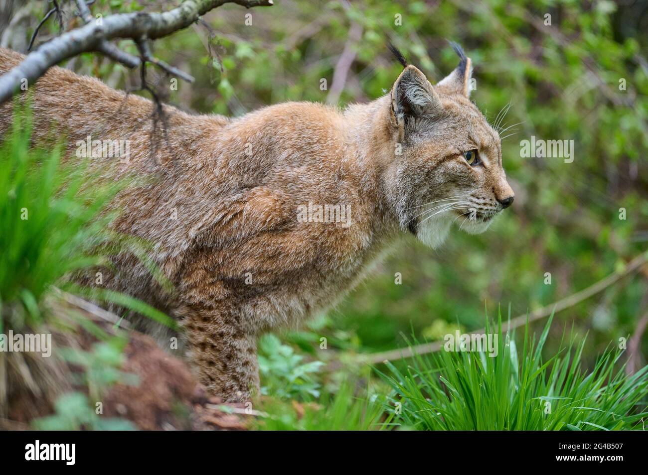 European Lynx; Lynx lynx Stock Photo - Alamy