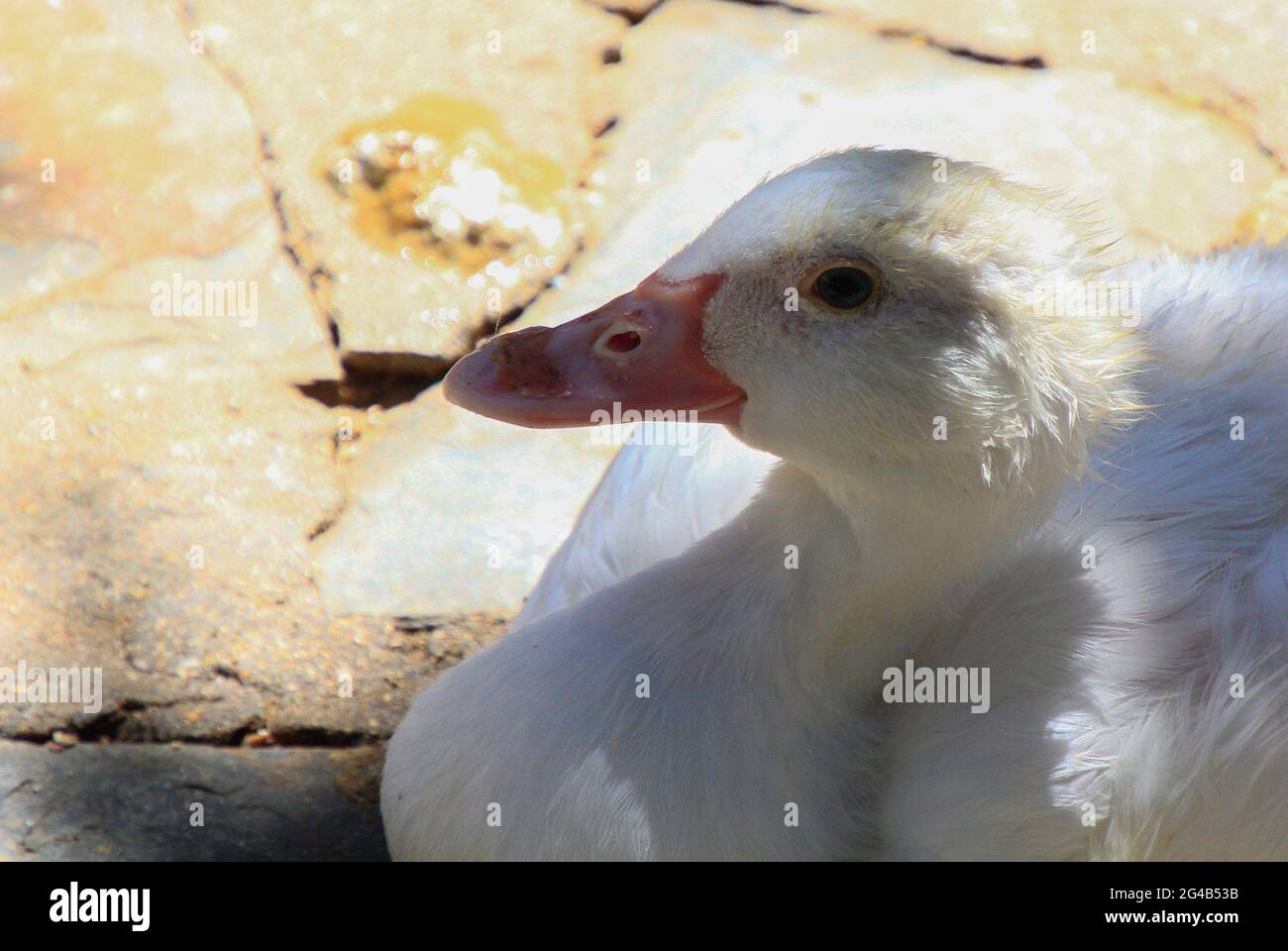 white duck head close-up Stock Photo