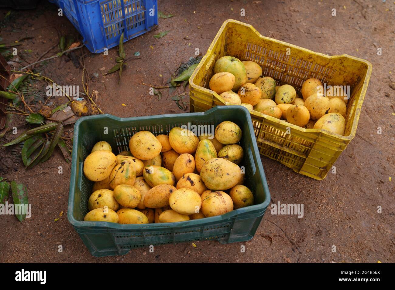 mango farm of tamil nadu india Stock Photo Alamy