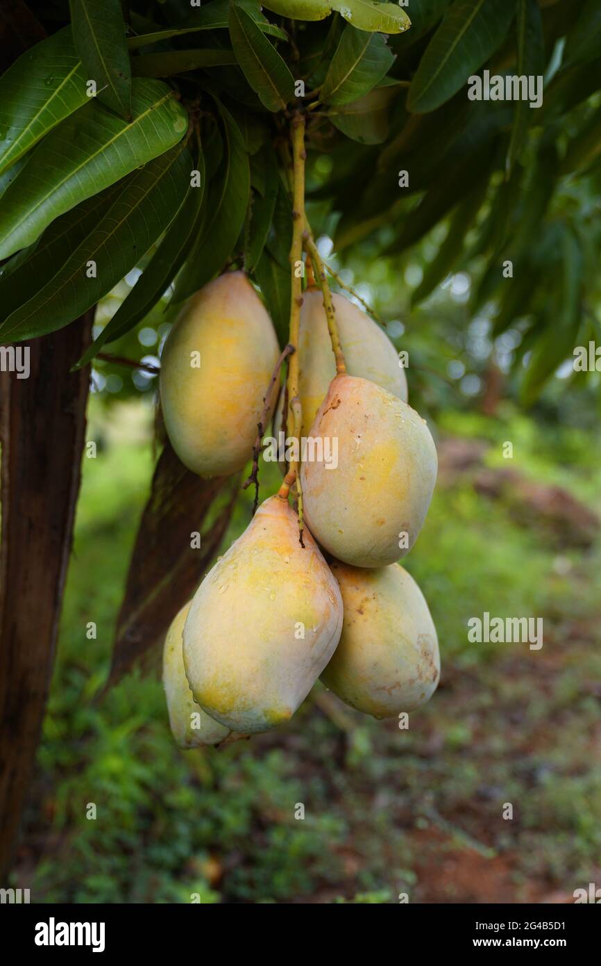 mango farm of tamil nadu india Stock Photo Alamy