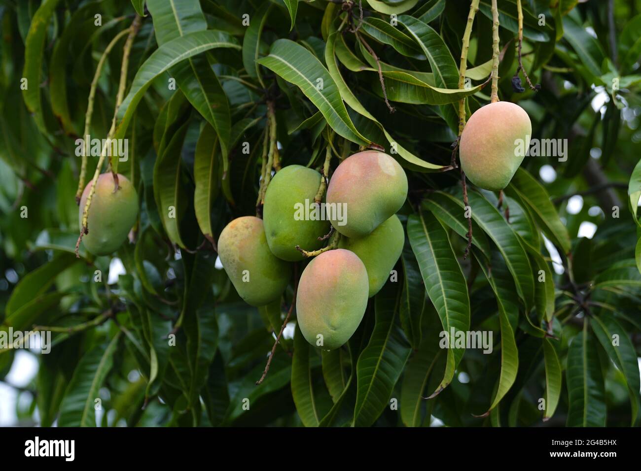 mango farm of tamil nadu india Stock Photo Alamy