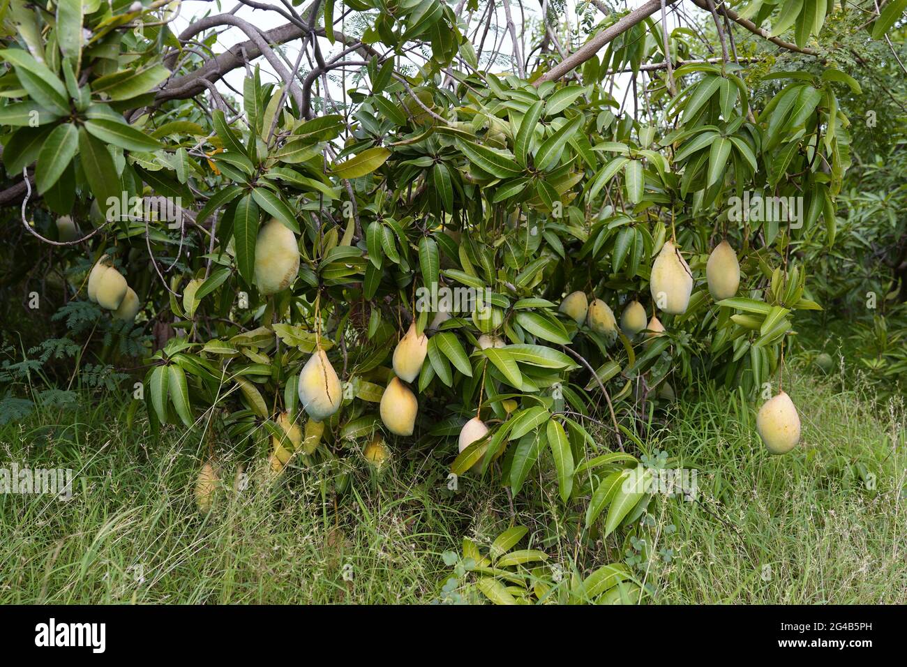 Mango farm hires stock photography and images Alamy