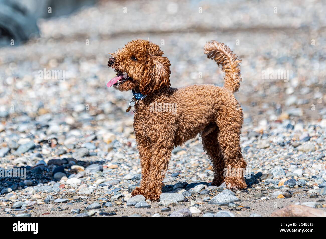 mini apricot labradoodle