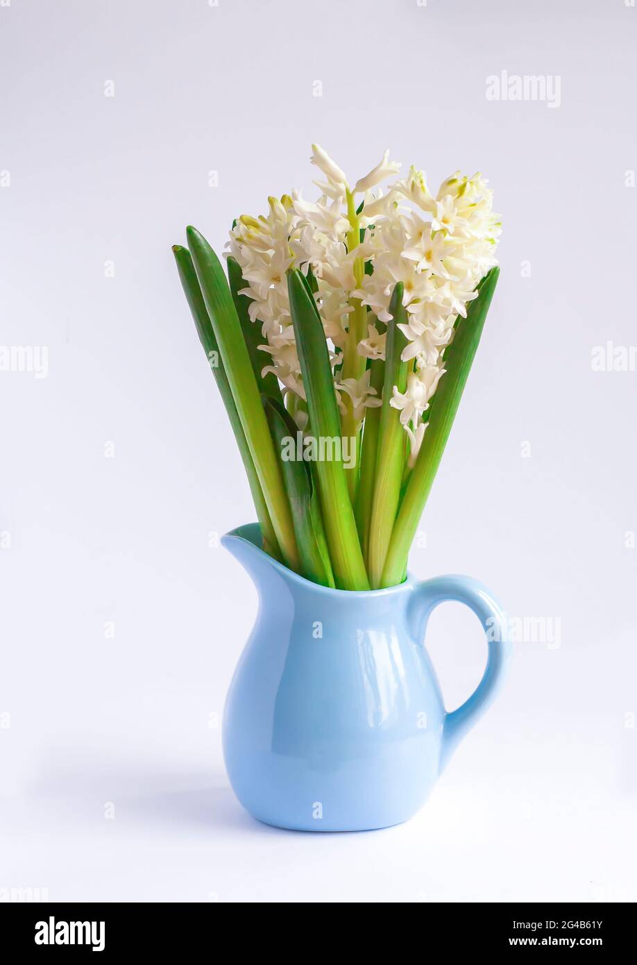 Spring white hyacinth flowers in a blue ceramics vase blooming at springtime. Stock Photo