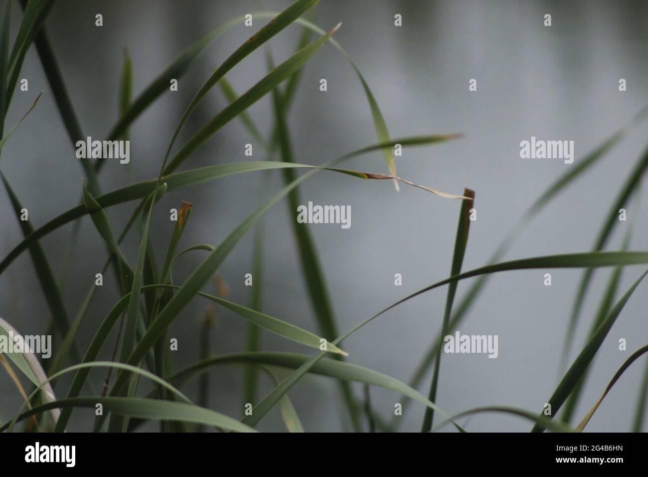 Pondside Reeds Reeds on south pond hi-res stock photography and images - Alamy