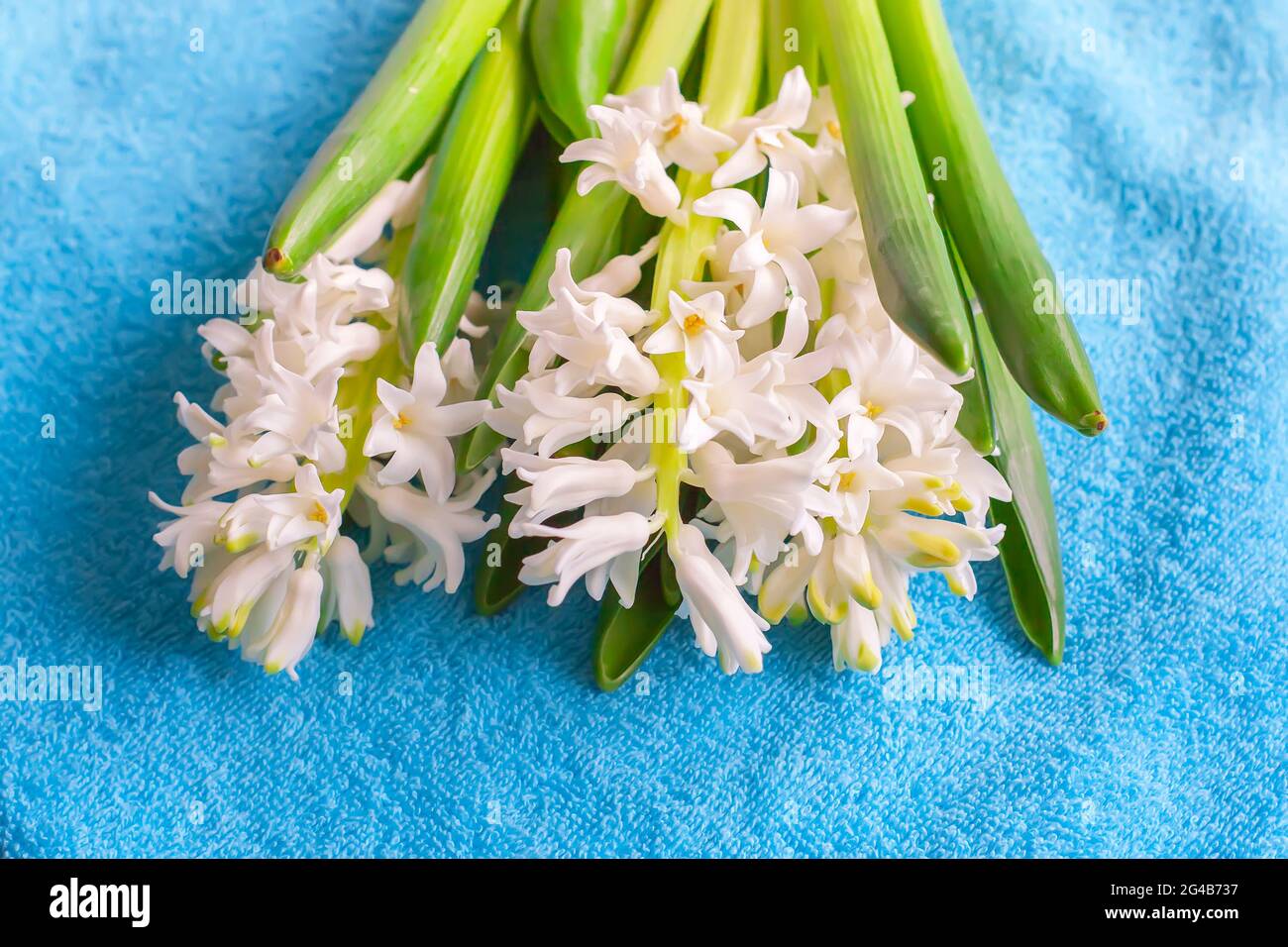Spring white hyacinth flowers blooming at springtime. Stock Photo