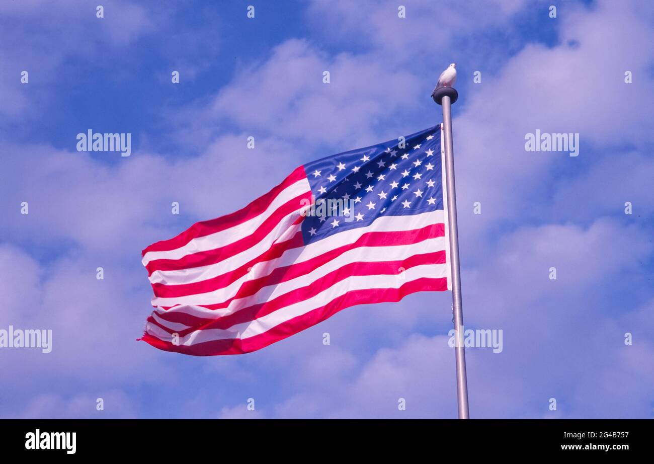 USA flag with blue sky and seagull on mast Stock Photo