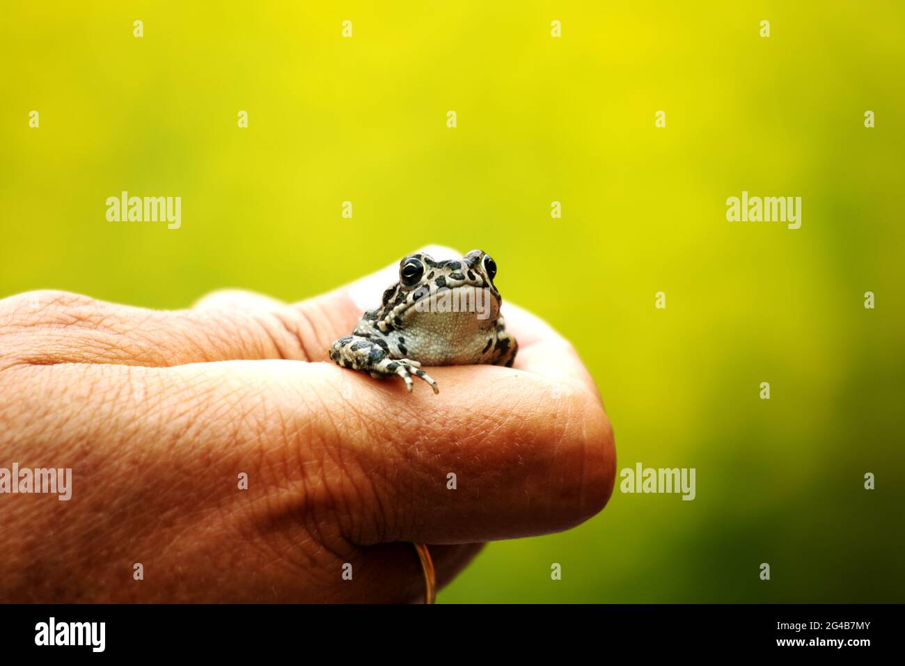 Close-up of human hand holding a tiny frog on a green blurred background Stock Photo