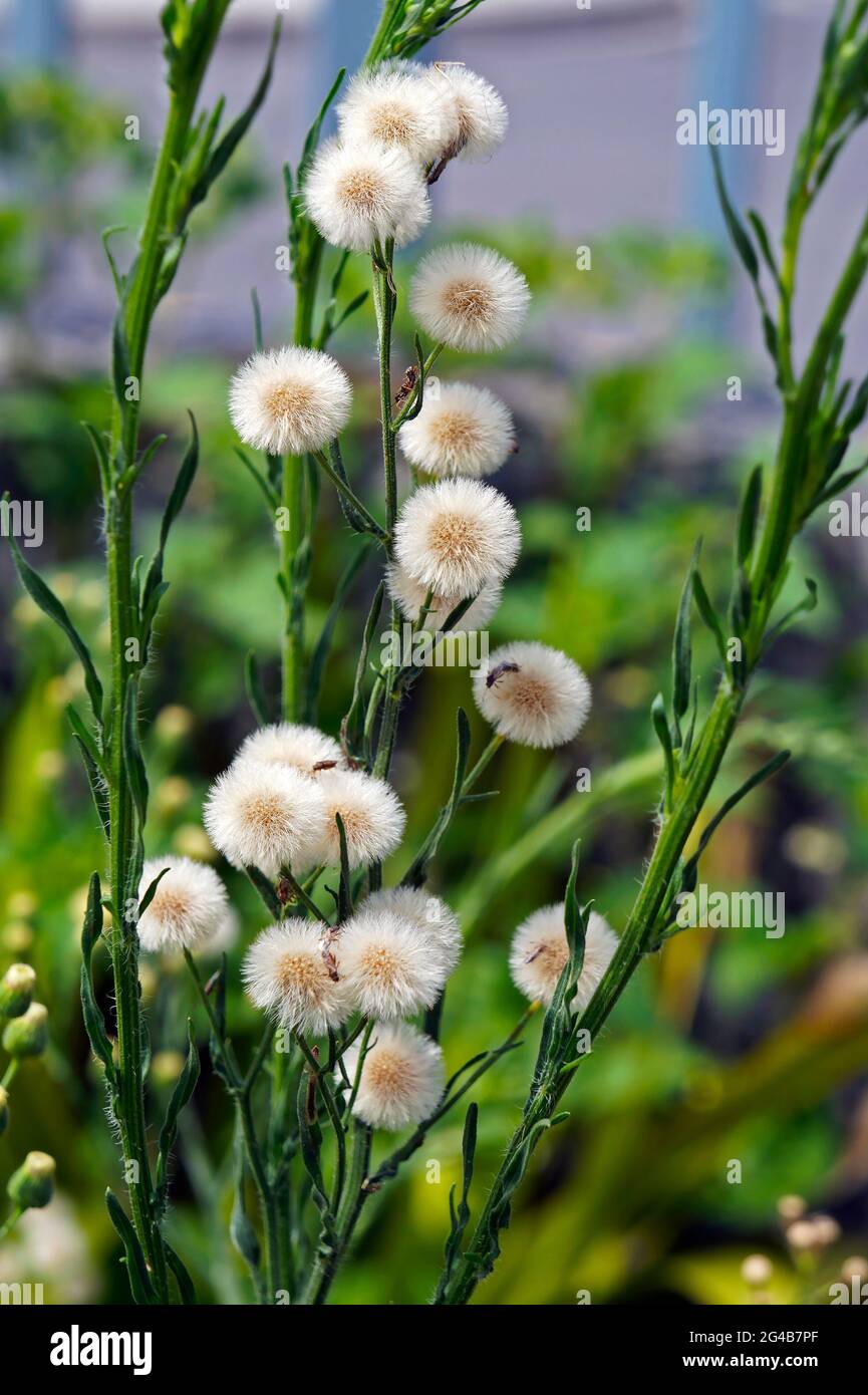 Horseweed, butterweed or fleabane (Conyza bonariensis or Erigeron bonariensis) Stock Photo