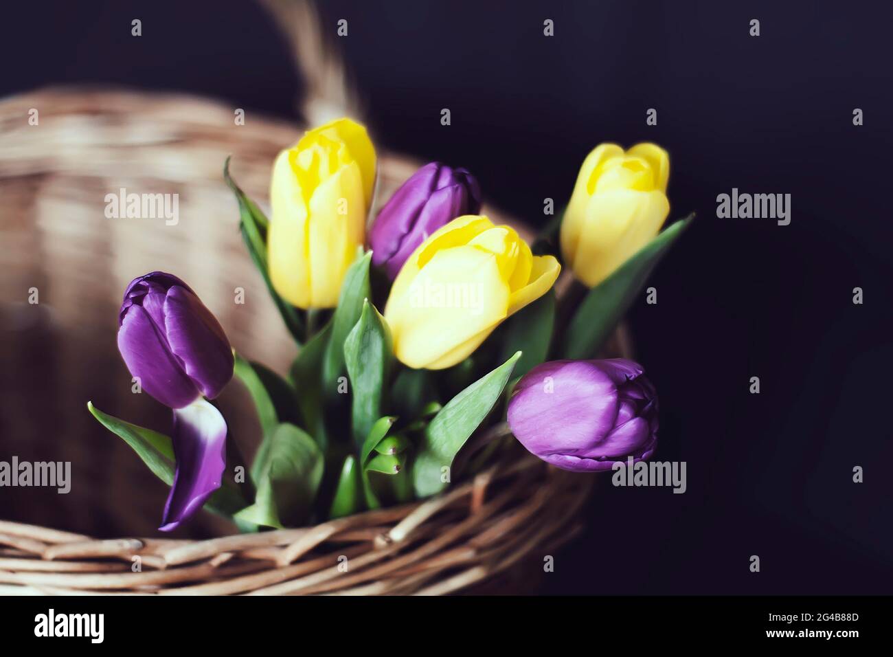Spring floral background. Beautiful yellow and purple tulip flowers in a wicker basket. Stock Photo
