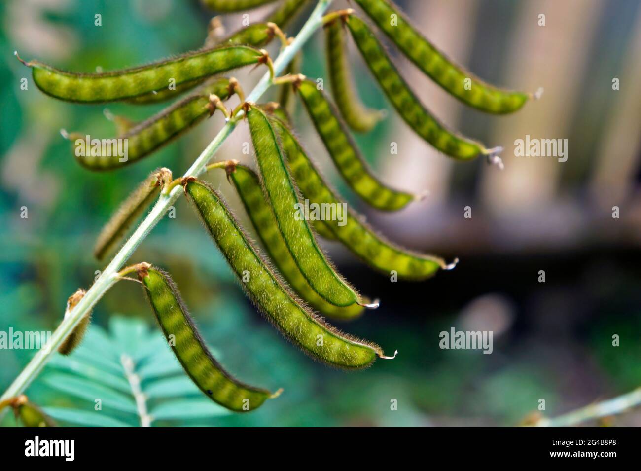 Leguminous tree hires stock photography and images Alamy