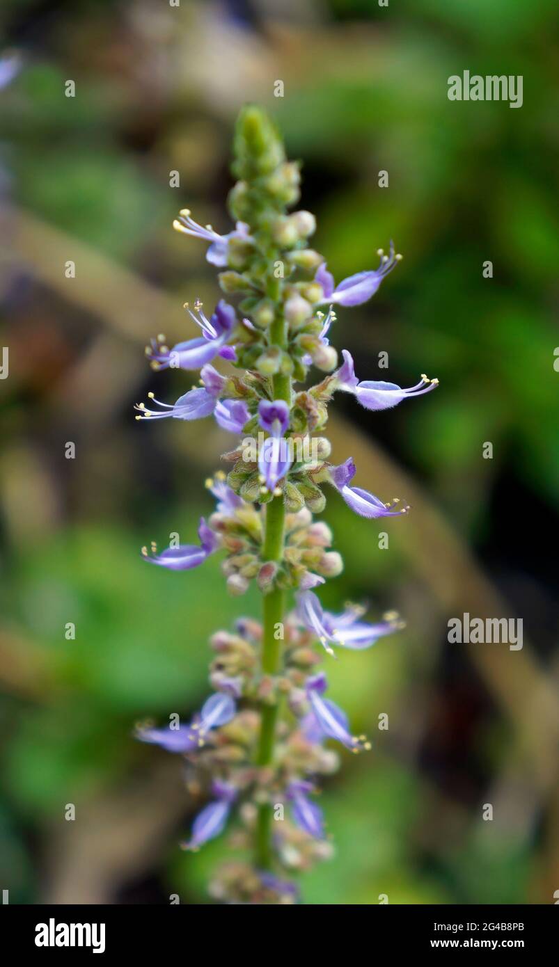 Spurflower (Plectranthus neochilus), medicinal plant used in alternative medicine Stock Photo