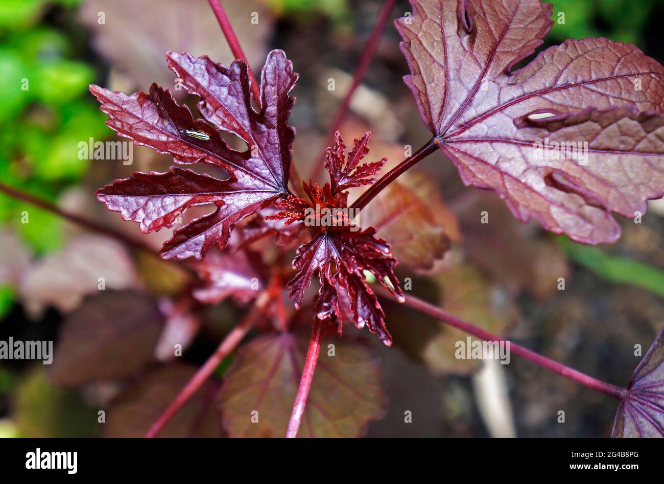 Cranberry hibiscus or African rosemallow (Hibiscus acetosella) on garden Stock Photo