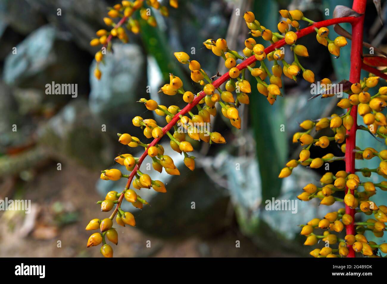 Bromeliad fruits, Rio de Janeiro, Brazil Stock Photo