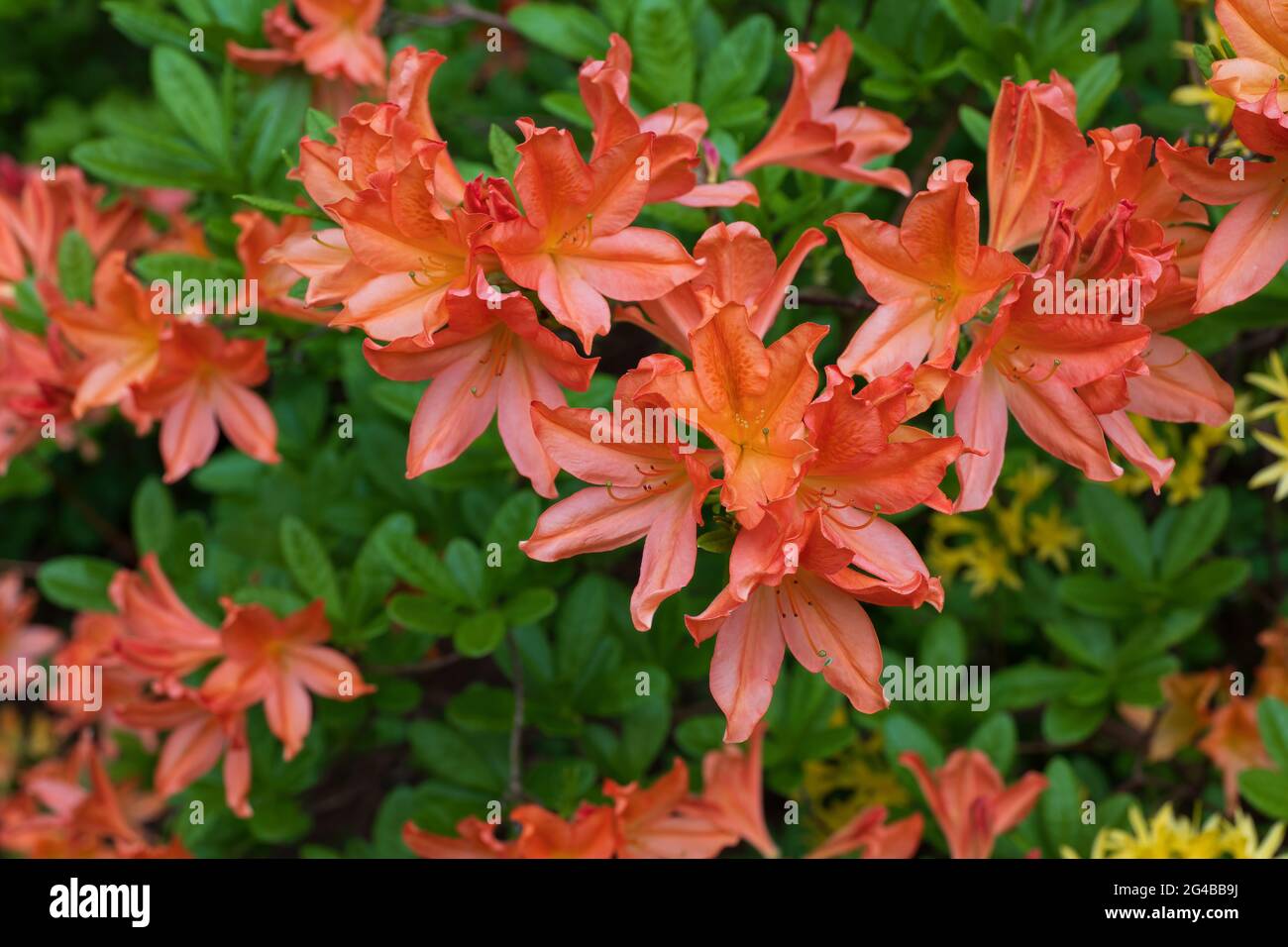 Rhododendron Juanita Deciduous Azalea flowers, family: Ericaceae Stock Photo