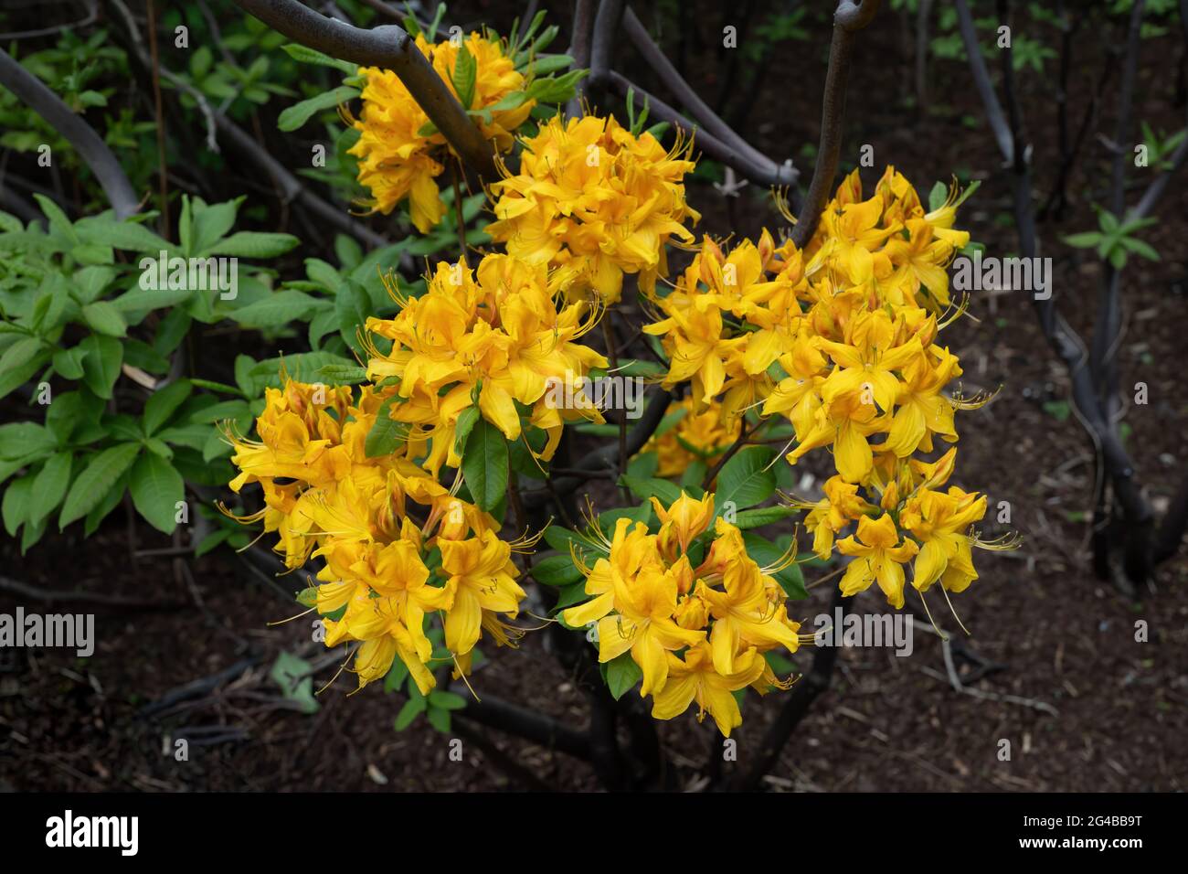Rhododendron Luteum Sweet, Yellow Azalea or Honeysuckle Azalea blooming flowers, family: Ericaceae Stock Photo
