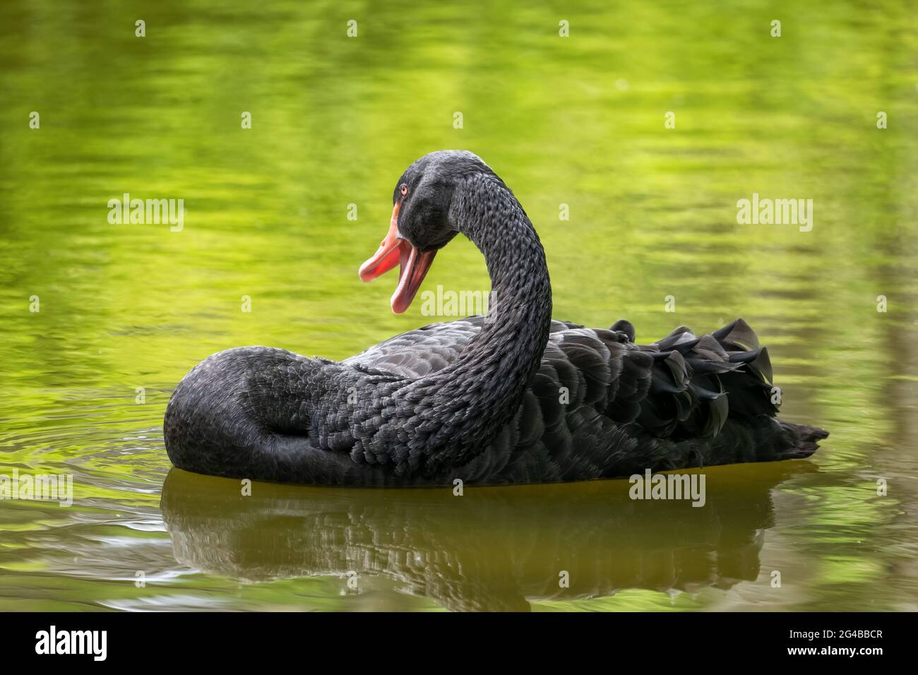 Black swan (Cygnus atratus) with open beak in the lake, family: Anatidae, native region: Australia Stock Photo